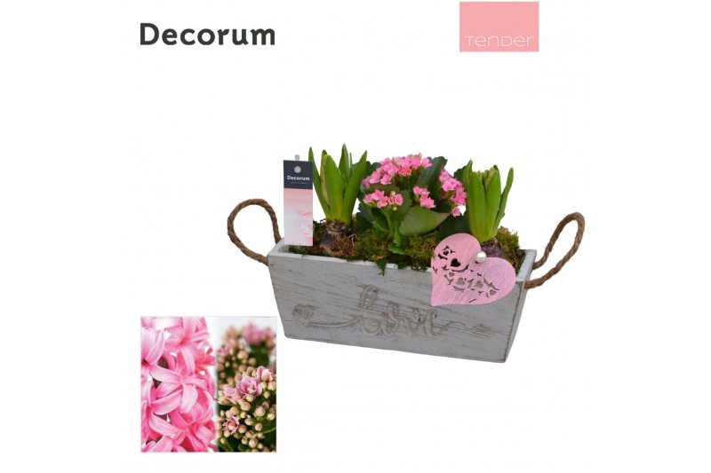 Arrangementen kamerplanten Calandiva & Hyacint Love & Timber HL25714PP 