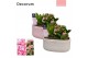 Arrangementen kamerplanten Calandiva & Hyacint Sweet Love HL24494PP [T 