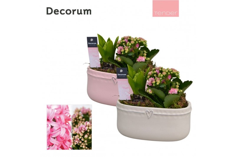Arrangementen kamerplanten Calandiva & Hyacint Sweet Love HL24494PP [T 