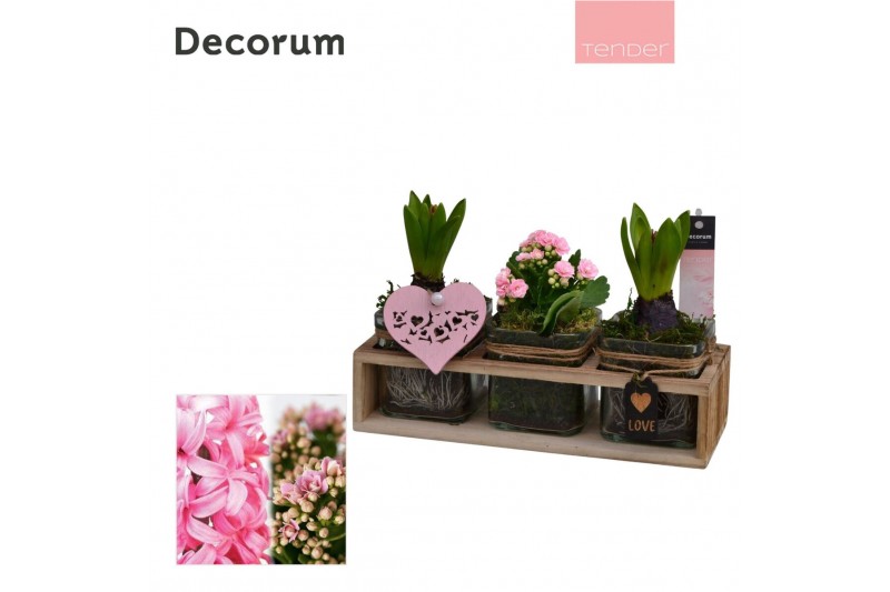 Arrangementen kamerplanten Calandiva & Hyacint TriPlant HL25074PP [TEN 