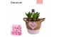Arrangementen hyacinthus Hyacint Basket Colour HL14864PP [TENDER] 3 pp 