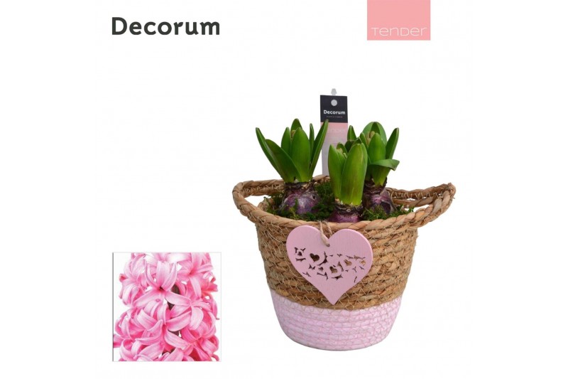 Arrangementen hyacinthus Hyacint Basket Colour HL14864PP [TENDER] 3 pp 