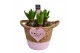 Arrangementen hyacinthus Hyacint Basket Colour HL14864PP [TENDER] 3 pp 