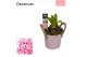 Arrangementen hyacinthus Hyacint Bucket Mini HL10774PP [TENDER] 1 pp 3 