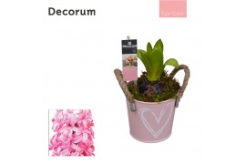 Arrangementen hyacinthus Hyacint Bucket Mini HL10774PP [TENDER] 1 pp 3
