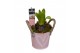 Arrangementen hyacinthus Hyacint Bucket Mini HL10774PP [TENDER] 1 pp 3 