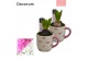 Arrangementen hyacinthus Hyacint Cup of Cute HL15634 [TENDER] 1 pp 30  