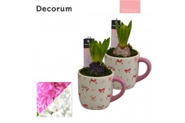 Arrangementen hyacinthus Hyacint Cup of Cute HL15634 [TENDER] 1 pp 30 
