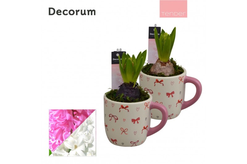 Arrangementen hyacinthus Hyacint Cup of Cute HL15634 [TENDER] 1 pp 30  