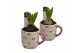 Arrangementen hyacinthus Hyacint Cup of Cute HL15634 [TENDER] 1 pp 30  