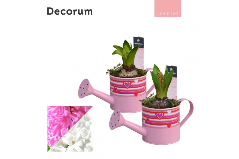 Arrangementen hyacinthus Hyacint Gieter Full of Love HL14704 [TENDER]  