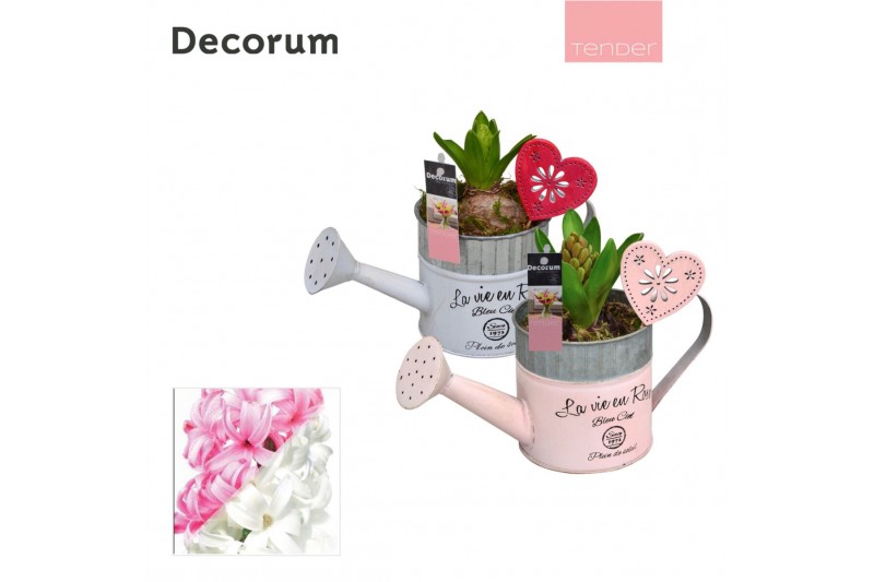 Arrangementen hyacinthus Hyacint Gieter Mini HL18554 [TENDER] 1 pp 30  