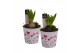 Arrangementen hyacinthus Hyacint Growing Love HL15984 [TENDER] 1 pp 30 