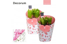 Arrangementen hyacinthus Hyacint Happy Valentine HL13974 [TENDER] 3 pp