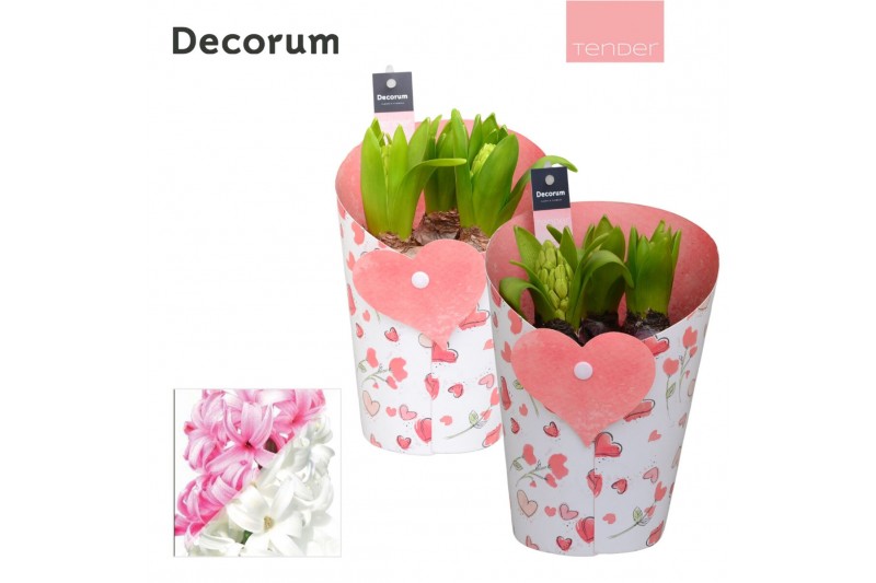Arrangementen hyacinthus Hyacint Happy Valentine HL13974 [TENDER] 3 pp 
