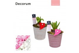 Arrangementen hyacinthus Hyacint Lucia HL19884 [TENDER] 1 pp 30 bl. 1 