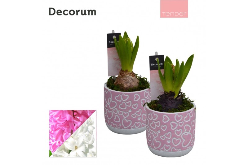Arrangementen hyacinthus Hyacint Thousend Hearts HL11504 [TENDER] 1 pp 