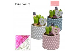 Arrangementen hyacinthus Hyacint Perla HL14424 [TENDER] 3 pp 75 bl. 3 