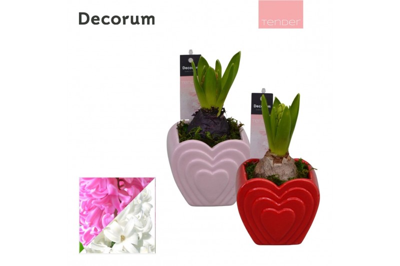 Arrangementen hyacinthus Hyacint LOVE HL13264 [TENDER] 1 pp 30 bl. 1 p 