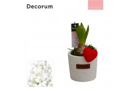 Arrangementen hyacinthus Hyacint Love Living HL15134WP [TENDER] 1 pp 3