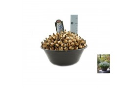 Muscari big smile Muscari Peppermint pot vol per pot