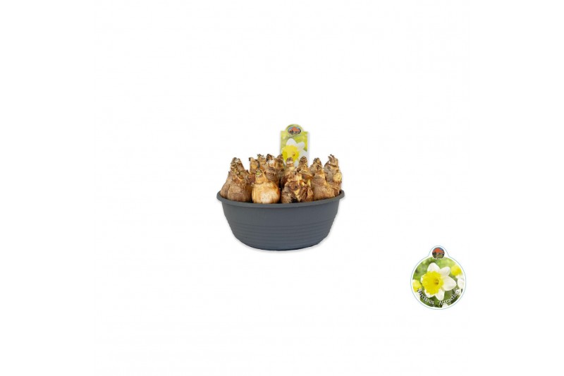 Narcissus Narcissus Attraction pot vol per pot 