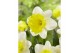 Narcissus Narcissus Attraction pot vol per pot 