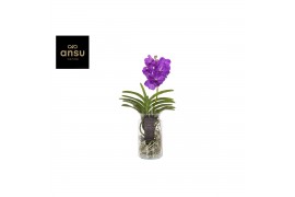 Vanda hybriden Vanda Bose XL Blue 1 tak/plnt