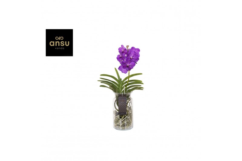 Vanda hybriden Vanda Bose XL Blue 1 tak/plnt 