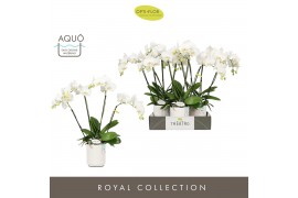 Phalaenopsis wit Theatro Jazz 4 spike in Molise White Aquo 21 bl. 4 ta