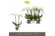 Phalaenopsis wit Maistro Mozart 2 spike 50 cm 18 bl. 2 tak/plnt 