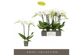 Phalaenopsis wit Maistro Mozart 2 spike 50 cm 18 bl. 2 tak/plnt