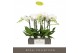 Phalaenopsis wit Maistro Mozart 2 spike 50 cm 18 bl. 2 tak/plnt 