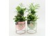 Arrangementen kalanchoe RMCR-2628M Romantic Essentials 3 pp 