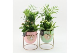 Arrangementen kalanchoe RMCR-2628M Romantic Essentials 3 pp