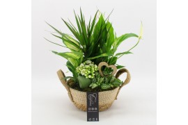 Arrangementen kamerplanten FDRM-2619W Romantic Fundamentals 5 pp