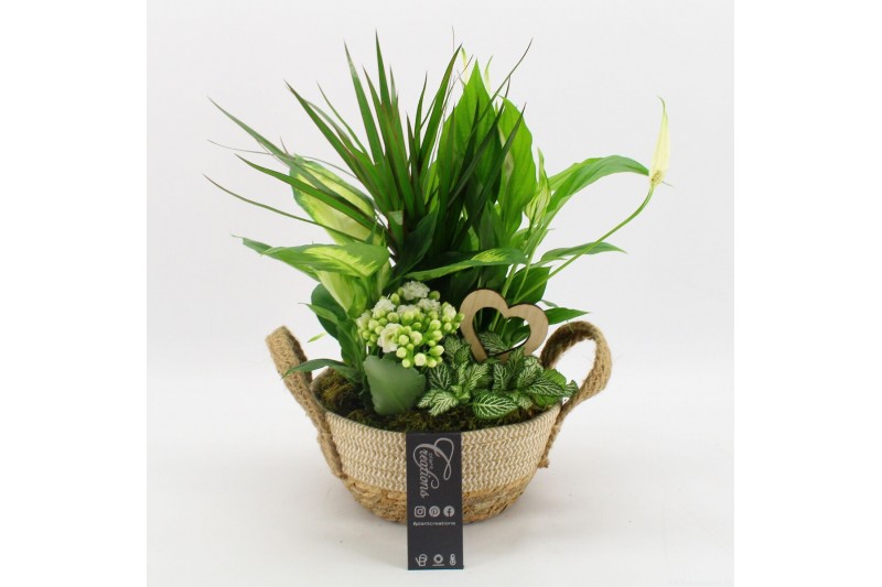 Arrangementen kamerplanten FDRM-2619W Romantic Fundamentals 5 pp 