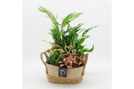 Arrangementen kamerplanten FDRM-2618RZ Romantic Fundamentals 4 pp