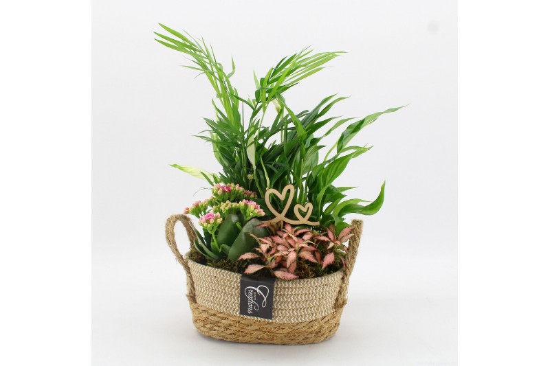 Arrangementen kamerplanten FDRM-2618RZ Romantic Fundamentals 4 pp 