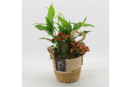 Arrangementen kamerplanten FDRM-2617R Romantic Fundamentals 3 pp