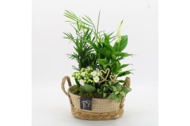 Arrangementen kamerplanten FDRM-2618W Romantic Fundamentals 4 pp