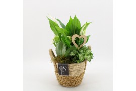 Arrangementen kamerplanten FDRM-2617W Romantic Fundamentals 3 pp