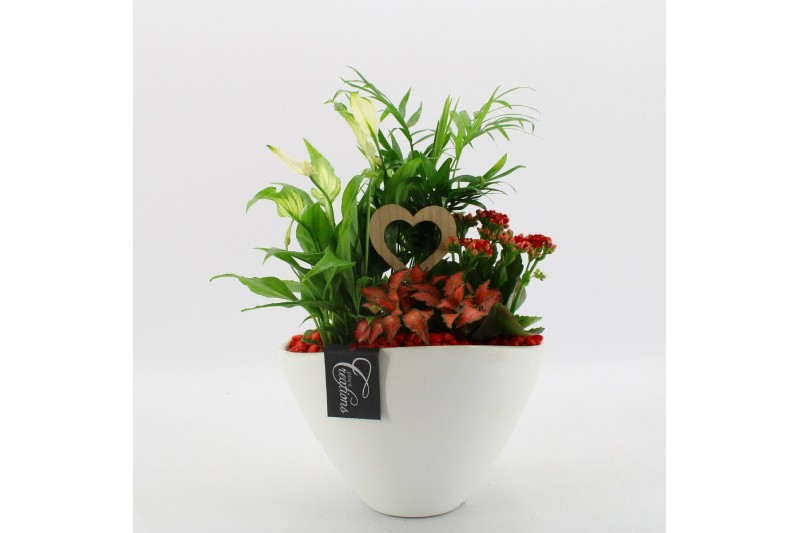 Arrangementen kamerplanten FDRM-2611R Romantic Fundamentals 4 pp 