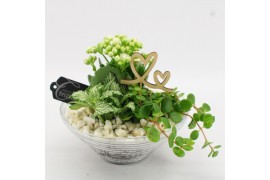 Arrangementen kamerplanten FDRM-2601W Romantic Fundamentals 3 pp