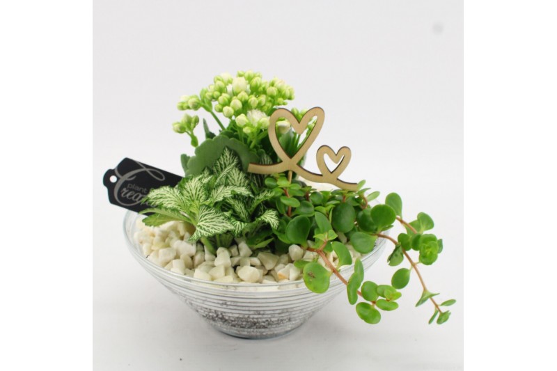 Arrangementen kamerplanten FDRM-2601W Romantic Fundamentals 3 pp 