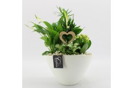 Arrangementen kamerplanten FDRM-2611W Romantic Fundamentals 4 pp