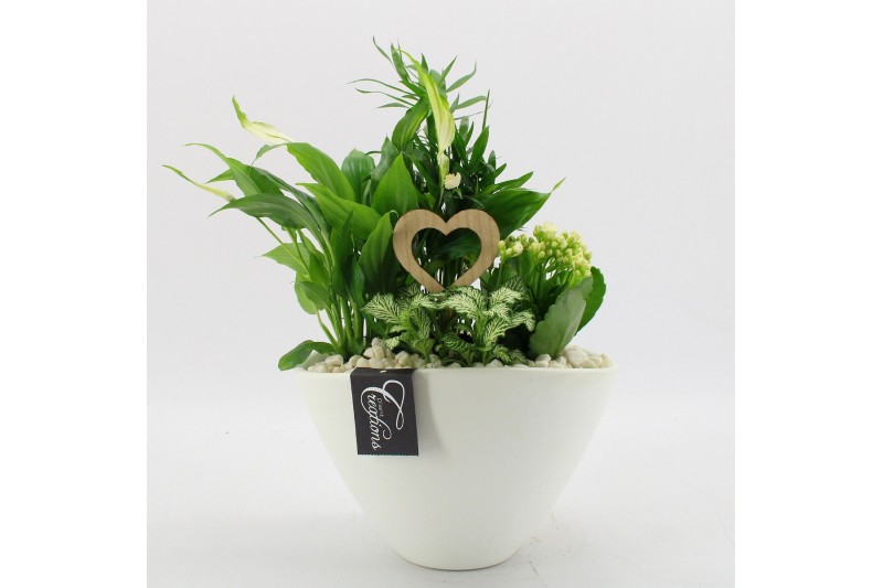 Arrangementen kamerplanten FDRM-2611W Romantic Fundamentals 4 pp 