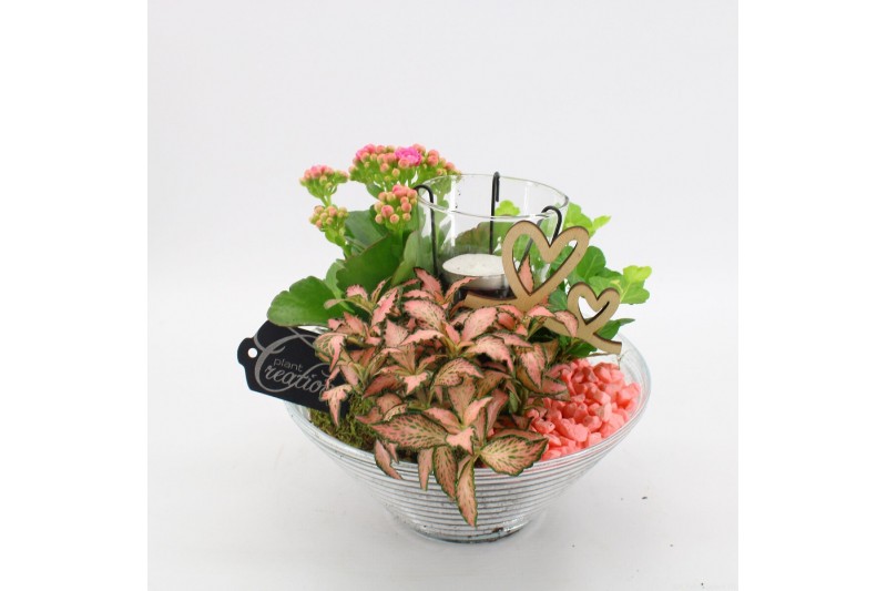 Arrangementen kamerplanten FDRM-2603RZ Romantic Fundamentals 3 pp 