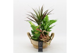 Arrangementen kamerplanten FDRM-2619RZ Romantic Fundamentals 5 pp