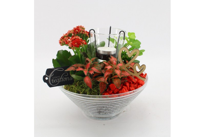 Arrangementen kamerplanten FDRM-2603R Romantic Fundamentals 3 pp 